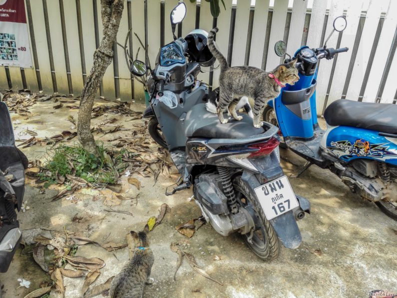 Питомник Soi Dog на Пхукете