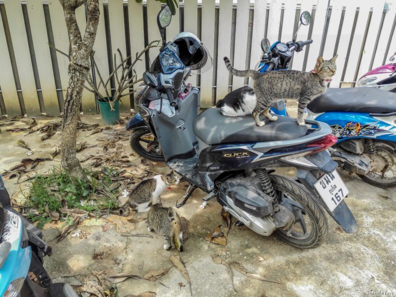 Возле питомника Soi Dog на Пхукете